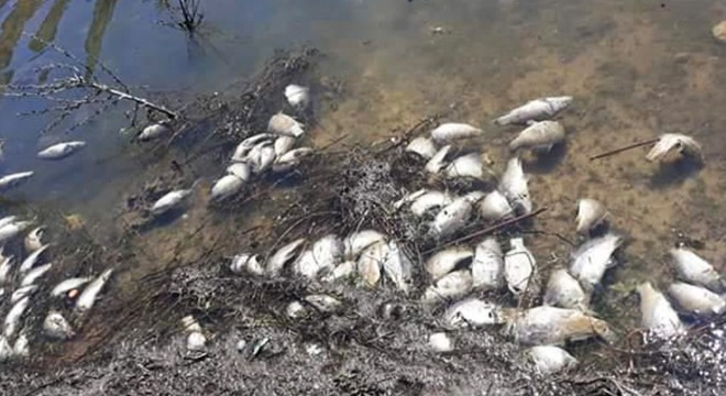 Girdev Gölü nde binlerce balık telef oldu