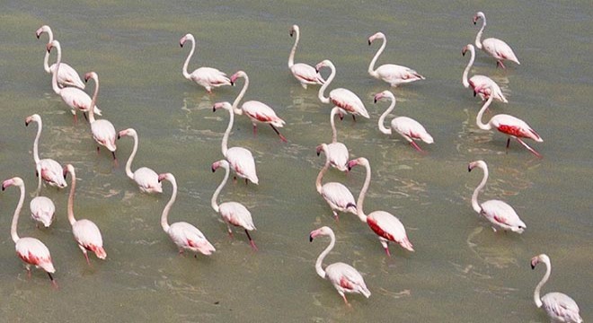 Göçe hazırlanan flamingolar, görsel şölen sunuyor