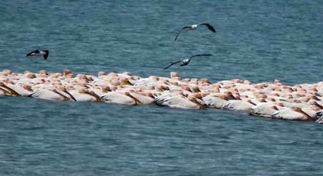 Göçmen pelikanlar Erdemli sahilinde mola verdi