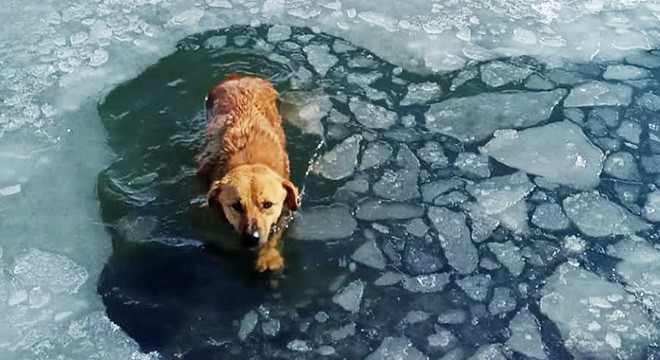 Gölete düşen köpek, donmak üzereyken kurtarıldı