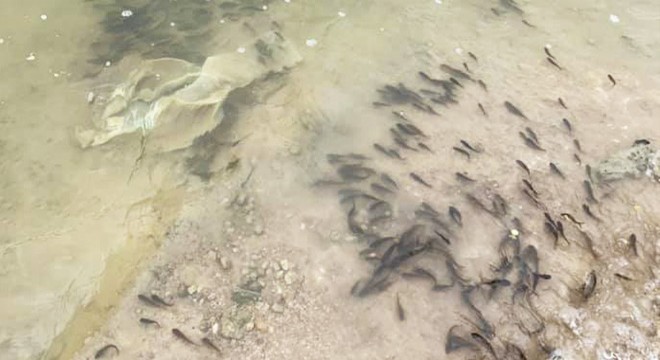 Göletlere 96 bin yavru sazan balığı bırakıldı