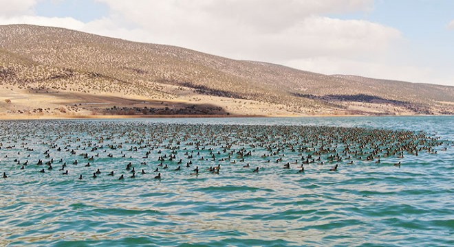 Göller Bölgesi 2022 yılı su kuşu sayımı tamamlandı