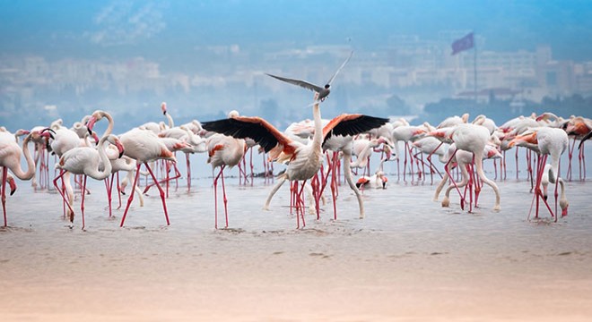 Google Earth ten flamingo gözlemi