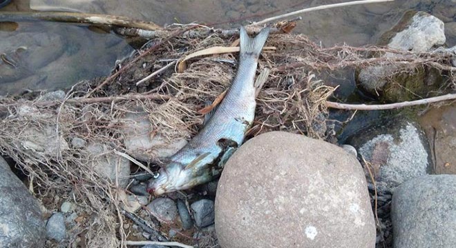 Gümüşhane de toplu balık ölümleri