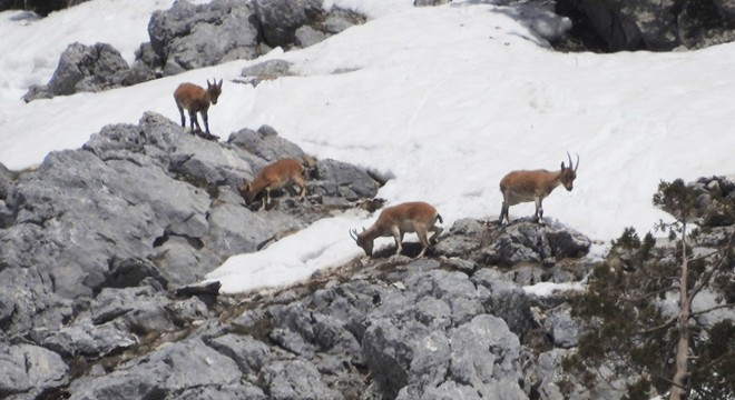 Gündoğmuş un dağ keçileri fotoğraflandı