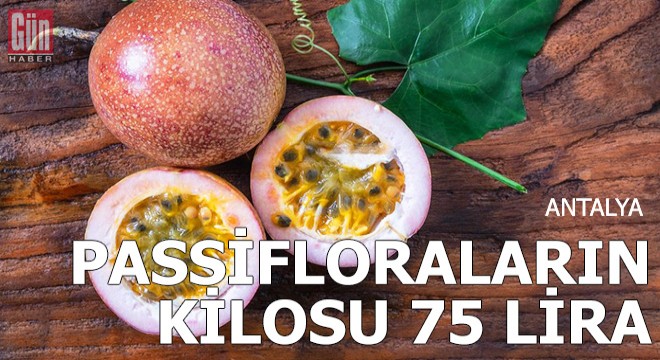 Gurbetçinin ilk hasadını yaptığı passifloraların kilosu 75 lira
