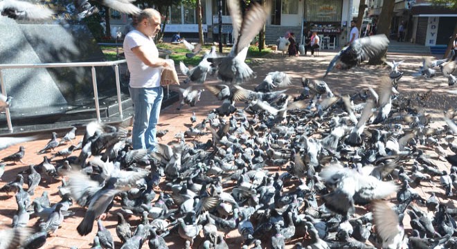 Güvercinlerin yem kapma çabası