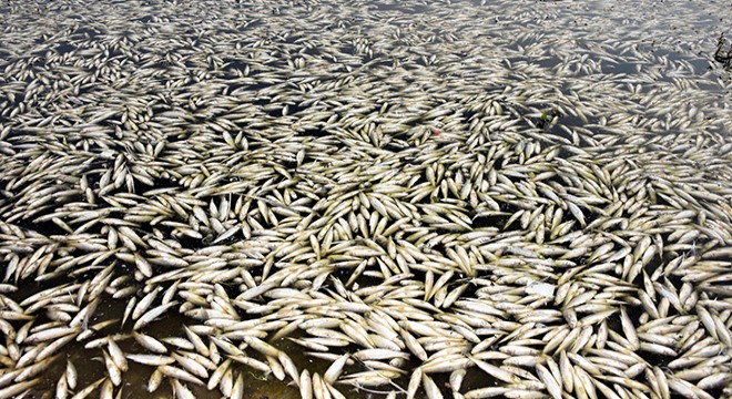 Hacıhıdır Barajı Gölü nde balık ölümlerine inceleme
