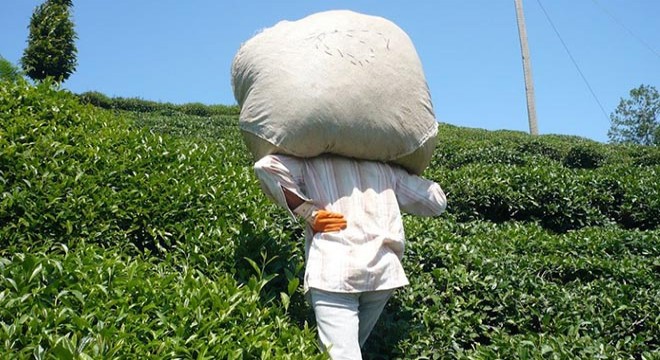 Hasadı kendileri yapacak çay üreticileri gün sayıyor