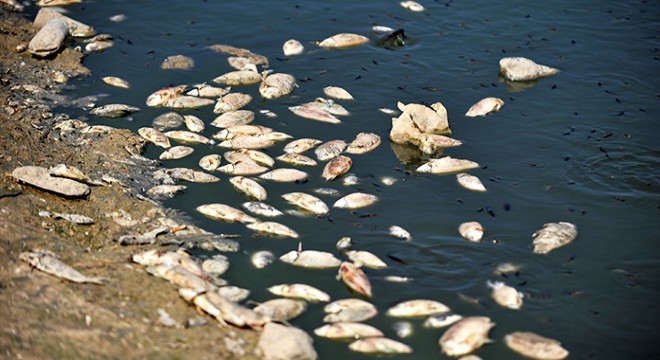 Hasköy Göleti nde binlerce balık ölüsü kıyıya vurdu