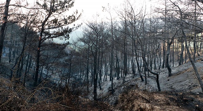 Hatay’daki orman yangınına 2 tutuklama