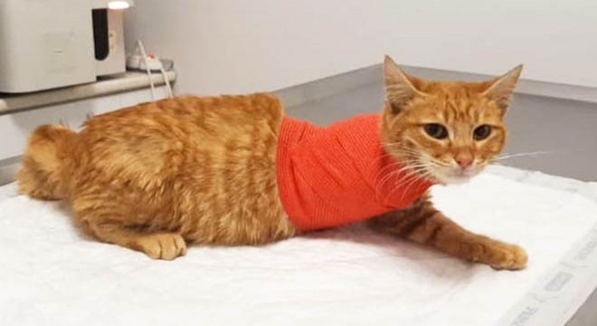 Havalı tüfekle vurulan kedinin sağ ön bacağı ampute edildi