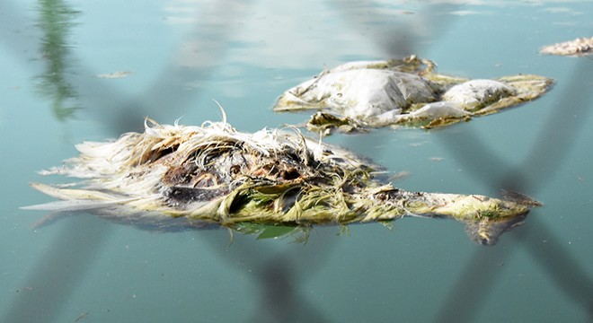 Havuzda bulunan ördekler kirlilik nedeniyle öldü iddiası