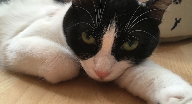 Hayvana şiddete karşı ölen kedisinin belgeselini çekti