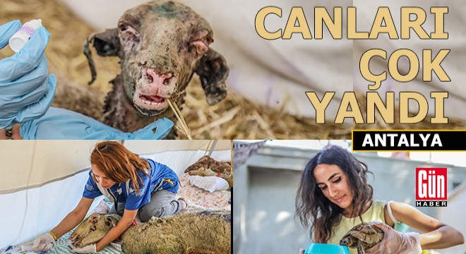 Hayvanlar için kurulan Sahra Hastanesi nden yürek yakan görüntüler