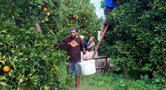 Hazirandaki dolu yağışı Finike portakalını vurdu