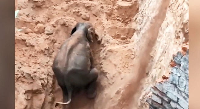 Hindistan da 10 metrelik kuyuya düşen fil böyle kurtarıldı