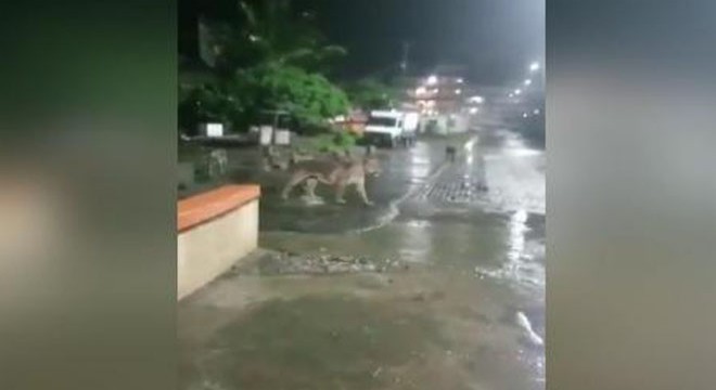 Hindistan’da  aslanlar sokağa indi