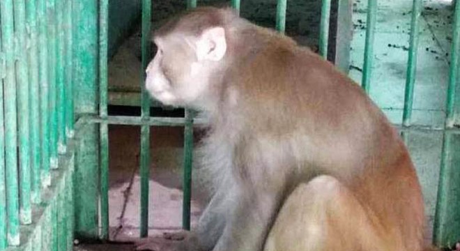 Bir kişiyi öldüren, 250 kişiyi yaralayan maymuna müebbet