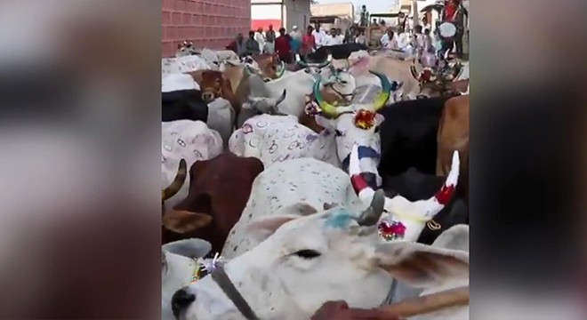 Hindistan da inek gübresi festivali