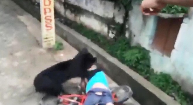 Hindistan’da sokak ortasında ayı saldırısı