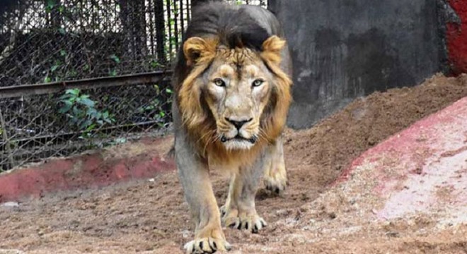 Hindistan daki hayvanat bahçesinde 8 aslan koronavirüse yakalandı