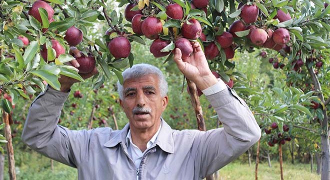 Hobi olarak başladığı elma üretiminin ticaretine başladı