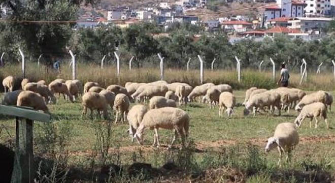 İcralık koyunlara yoğun ilgi