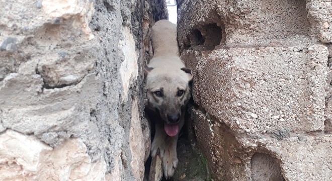 İki duvar arasına sıkışan köpeği, köylüler kurtardı