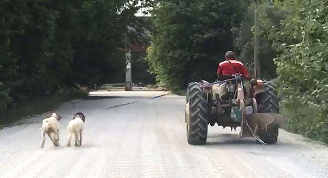 İki köpeğini traktöre bağlayıp götürdü