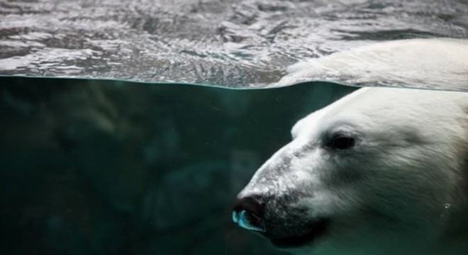 İklim değişikliği hayvanlarda hastalık riskini artırıyor