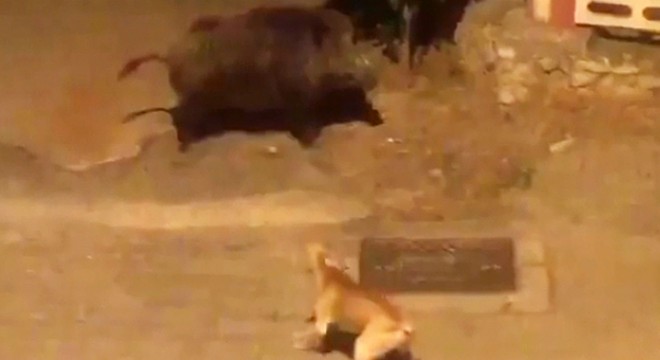 İlçe merkezine inen domuzla karşılaşan köpek kaçtı