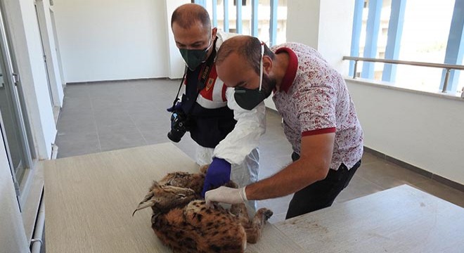 İlk defa bir yaban hayvanı ölüsüne kriminal inceleme yapıldı
