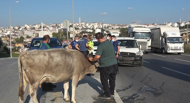 İneğe çarpan sürücüye inek sahibi saldırmak istedi
