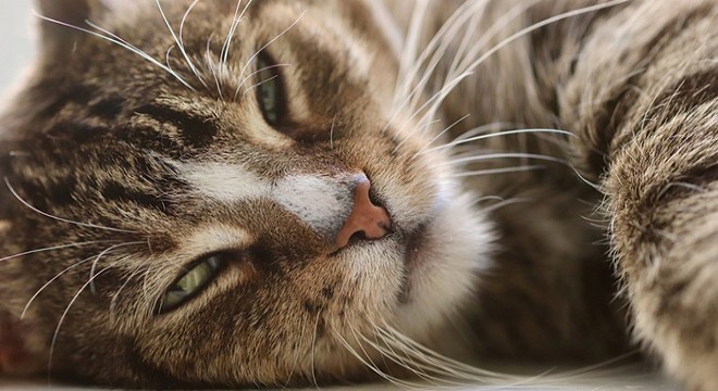 İngiltere’de ilk kez bir kedide koronavirüs tespit edildi