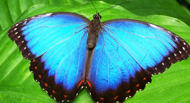 İngiltere’de kelebekler yüzde 80 azaldı