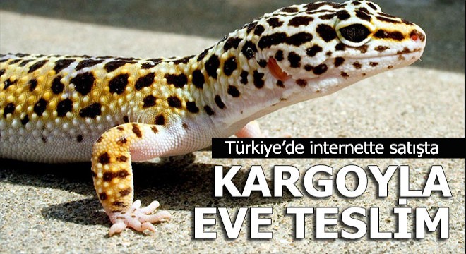 İnternetten satılık Leopard Gecko