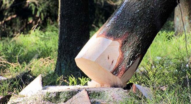 İş makinesinin üzerine ağaç devrildi: 1 ölü