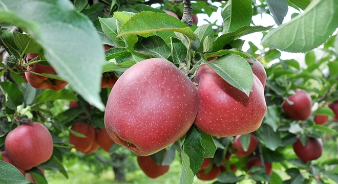 Isparta da elma hasadı başladı
