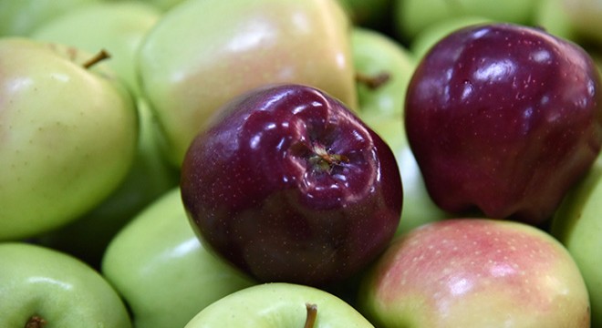 Isparta daki elma üreticileri yeni döneme hazırlanıyor