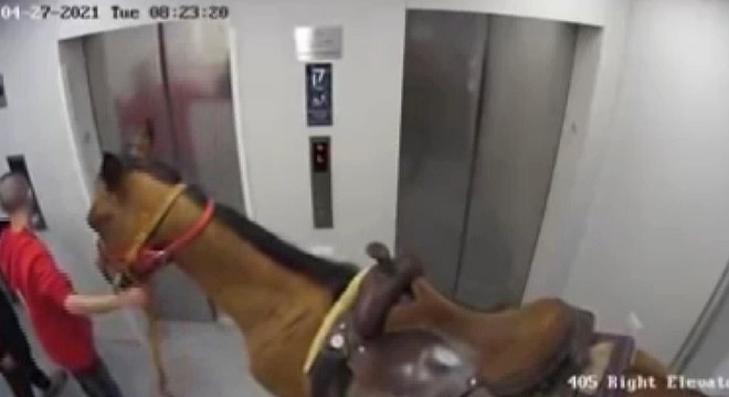 İsrail’de asansöre at bindirmeye çalışan 2 kişiye gözaltı
