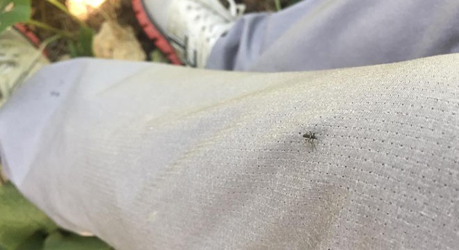 İstanbul’da ‘Asya Kaplan Sivrisineği’ paniği
