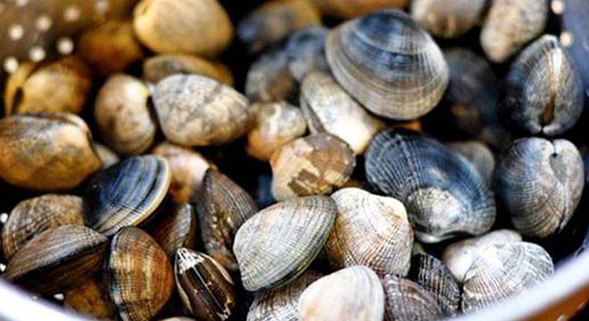 İstanbul da kaçak avlanan 10 ton midyeye el konuldu