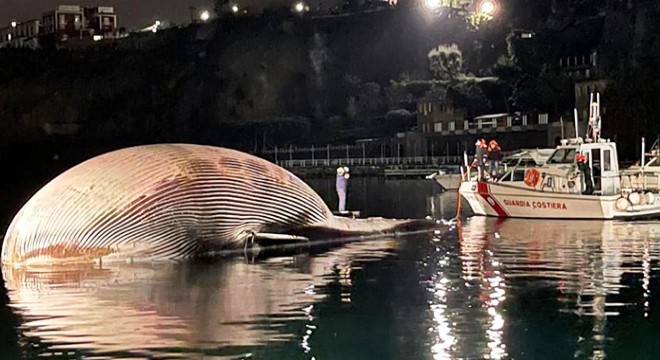 İtalya’da 70 tonluk ölü balina kıyıya vurdu