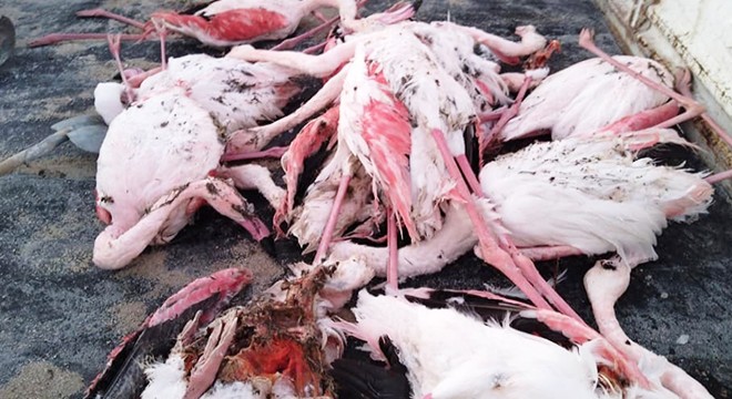 İvriz Baraj Gölü nde 12 flamingo ölü bulundu