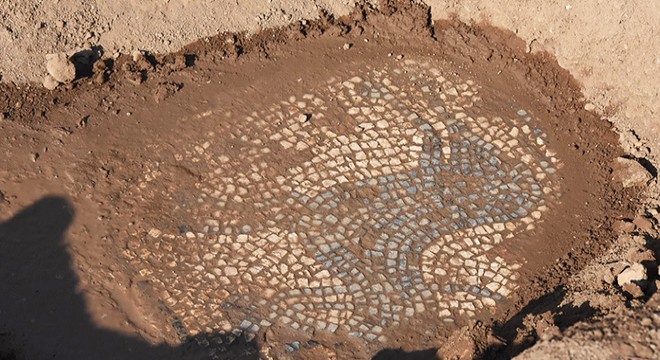 İzinsiz kazıda ortaya çıkarılan mozaikler heyecan yarattı