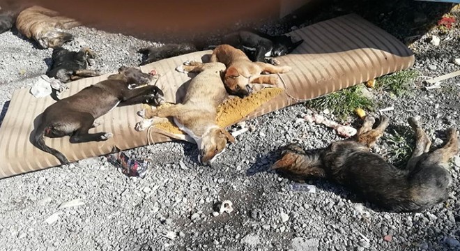 İzmir de zehirli et verilen 9 köpek ve 3 kedi öldü