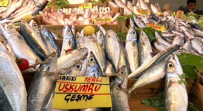 İzmirli balıkçı esnafı: Müsilaj satışları düşürdü