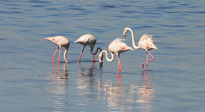 İzmit Körfezi, flamingolarla renklendi
