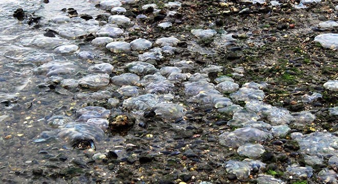 İzmit Körfezi nde binlerce ölü denizanası kıyıya vurdu